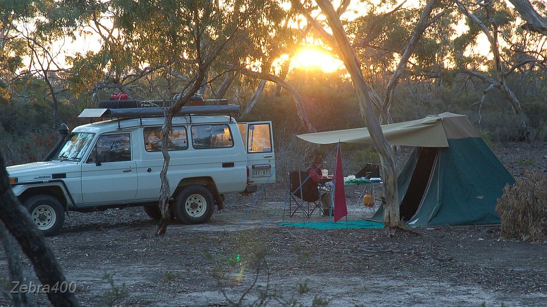 12-Harpo enjoys the Red Gum Swamp sunrise.JPG